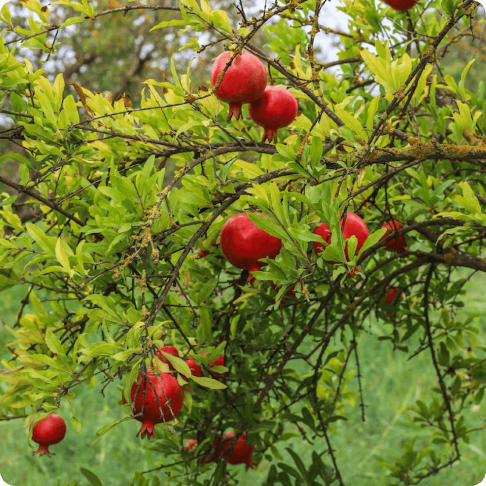 consultancy-for-pomegranate-plantations