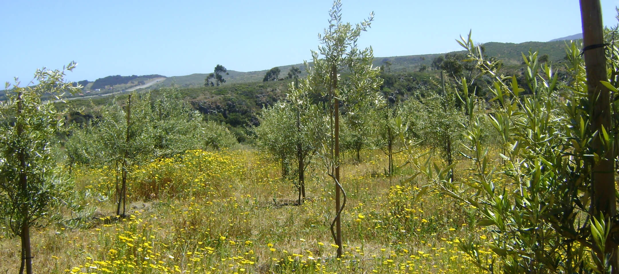 olivarera-quilimari-gallery-banner2