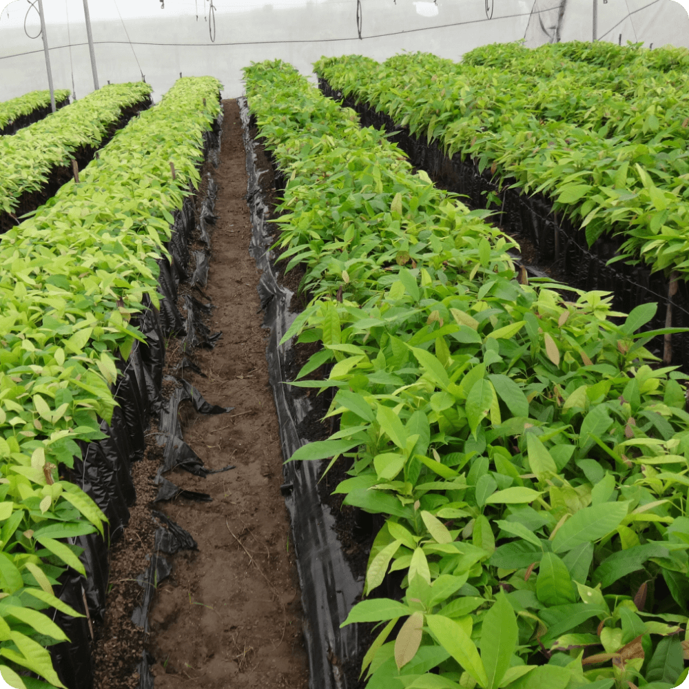 propagation-nurseries-seervice-banner