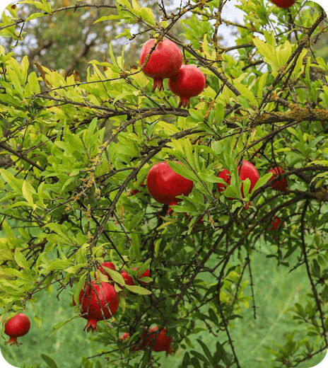 Consultancy for Tree Crops Plantations