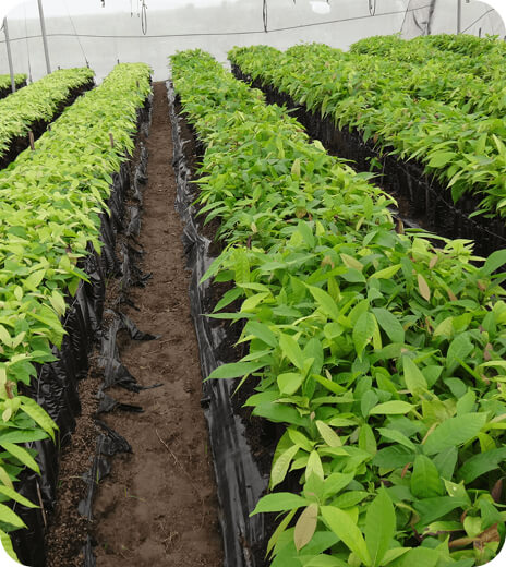 Propagation & Nurseries